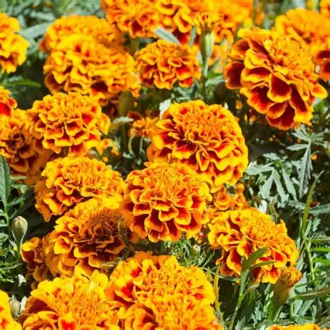 Marigold Fiesta