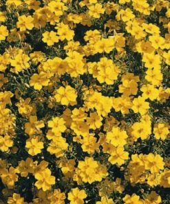 Marigold Golden Gem