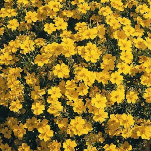 Marigold Golden Gem