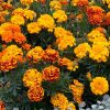 Marigold Primo Mix