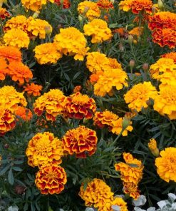 Marigold Primo Mix