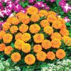 Marigold Valencia