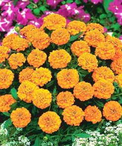 Marigold Valencia