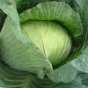 Cabbage Gunma H