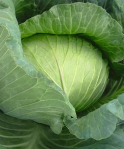 Cabbage Gunma H