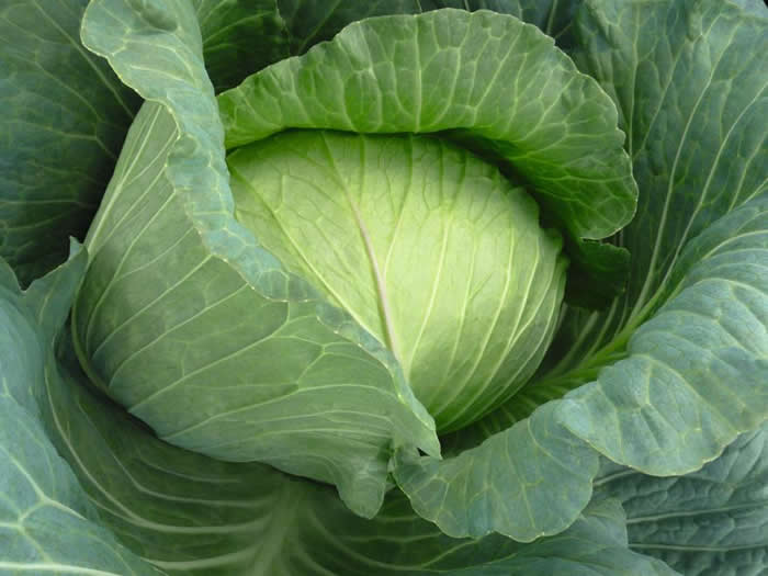 White Cabbage Seeds Gunma H