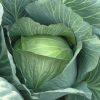 Cabbage Lennox F1