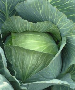 Cabbage Lennox F1