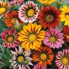 Gazania Sunshine