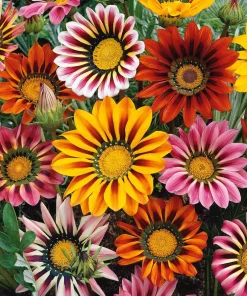 Gazania Sunshine
