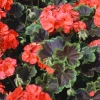 Geranium Black Velvet Scarlet F1