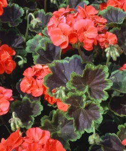 Geranium Black Velvet Scarlet F1