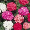 Geranium Colorama Mix