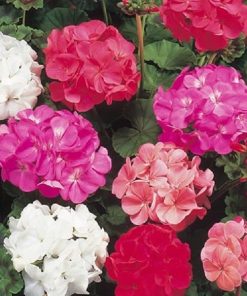 Geranium Colorama Mix