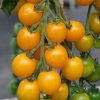 Tomato Goldkrone