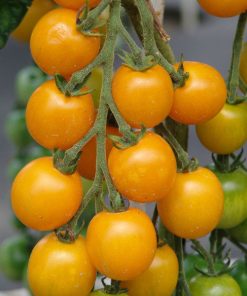 Tomato Goldkrone