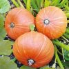 Pumpkin Amazonka