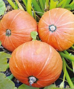 Pumpkin Amazonka