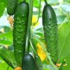 Cucumber Salad Yanez H