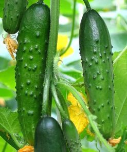 Cucumber Salad Yanez H
