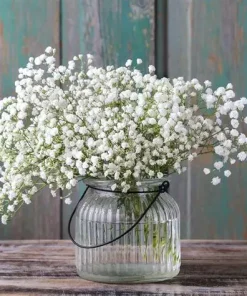 Gypsophila, Baby?s Breath Snowflake
