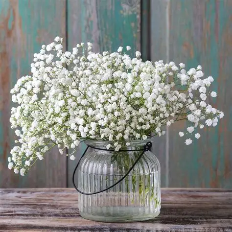 Gypsophila, Baby?s Breath Snowflake