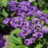 Heliotrope Garden Heliotrope Marine