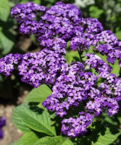 Heliotrope Garden Heliotrope Marine