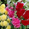 Hollyhock Mix Chaters