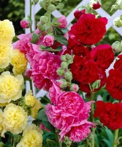 Hollyhock Mix Chaters