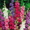 Delphinium Larkspur Tall Hyacinth Flowered Larkspur
