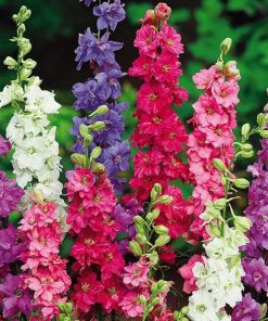 Delphinium Larkspur Tall Hyacinth Flowered Larkspur