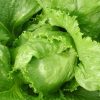 Lettuce Iceberg Great Lake 118