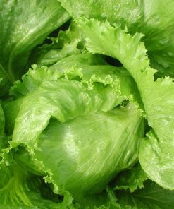 Lettuce Iceberg Great Lake 118