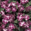 Impatiens Accent F1 Violet Star