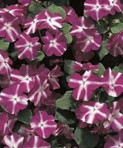 Impatiens Accent F1 Violet Star