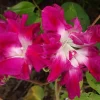 Morning Glory, Ipomoea Raffles