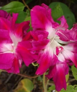 Morning Glory, Ipomoea Raffles