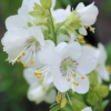 Jacob's Ladder White