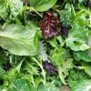 Japanese Greens Mixed