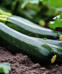 Marrow Darko H