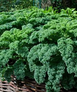 Kale Curly Kale REFLEX H