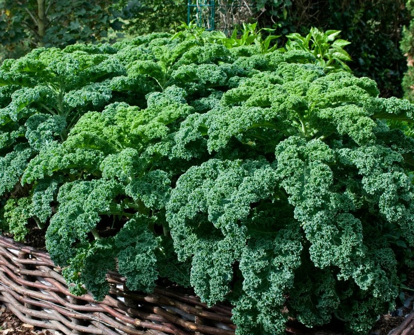 Kale Curly Kale REFLEX H
