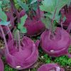 Kohlrabi Purple Vienna