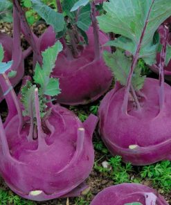 Kohlrabi Purple Vienna
