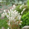 Ornamental Grass Hare's Tail LAGURUS