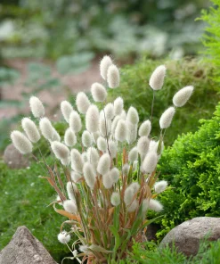 Ornamental Grass Hare's Tail LAGURUS