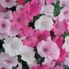 Lavatera Mixed