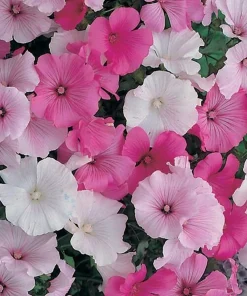 Lavatera Mixed
