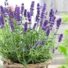 Lavender English